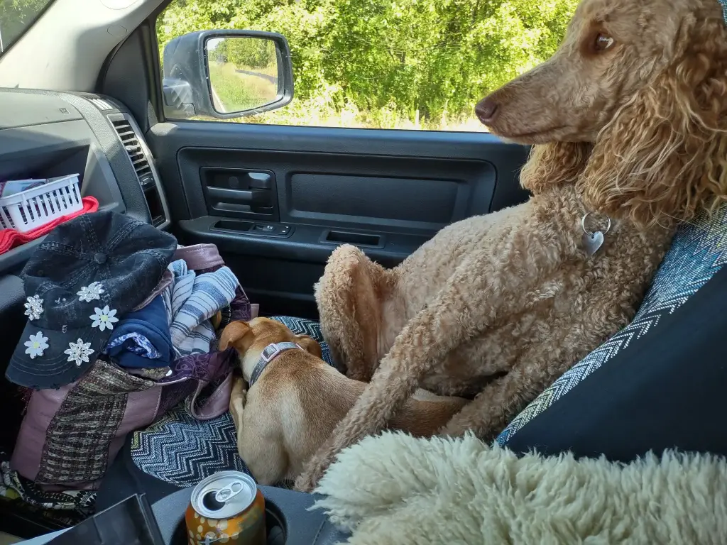 Foxy Lady enjoying a car ride with Barbie