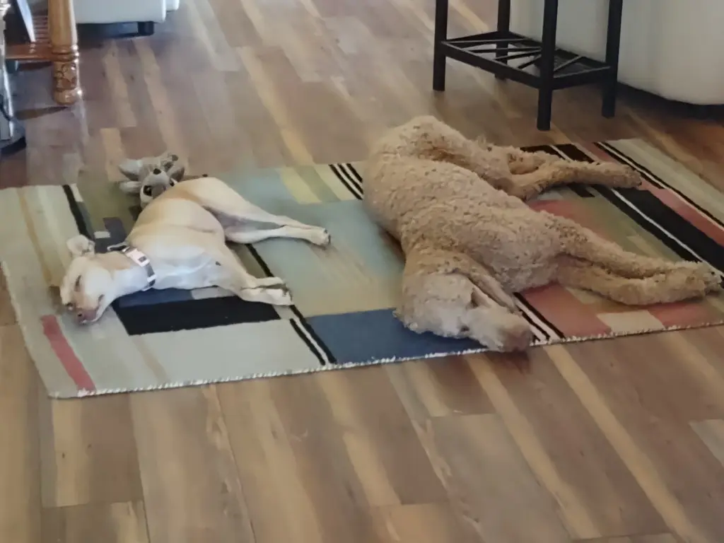 Foxy Lady taking a nap on the floor of Barbie's home