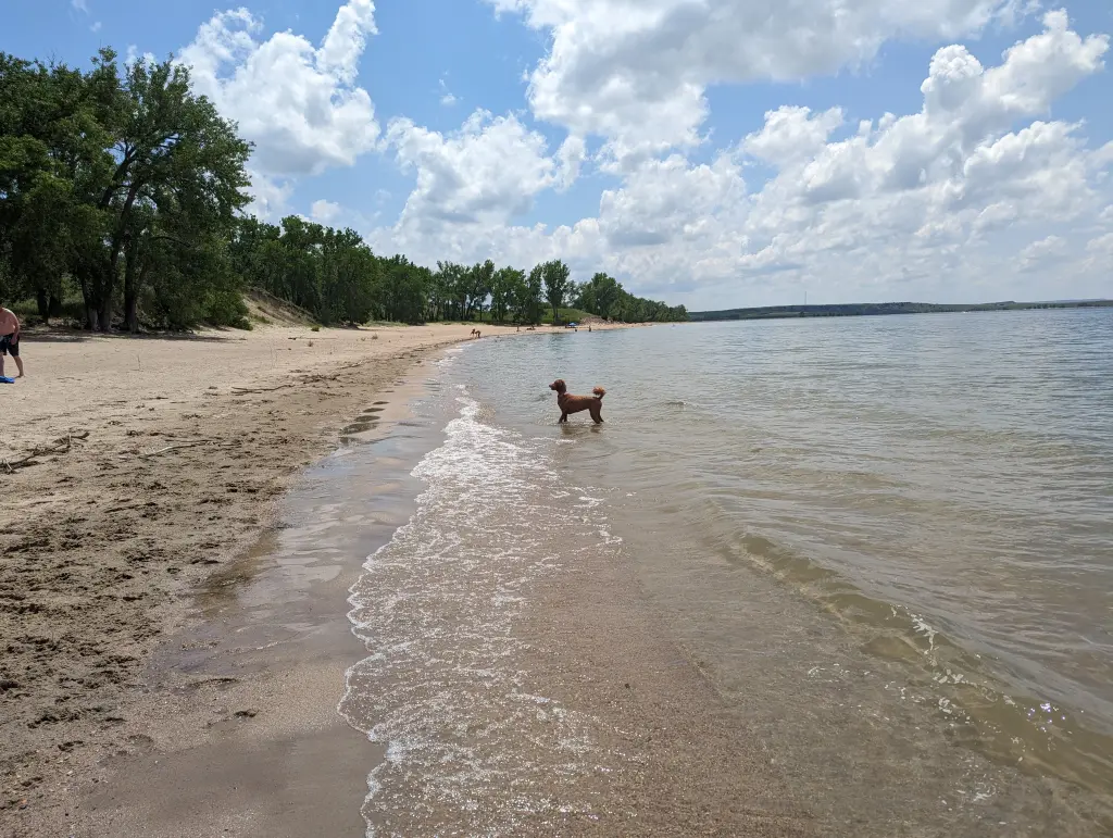 Foxy's first visit to Lake Angostura
